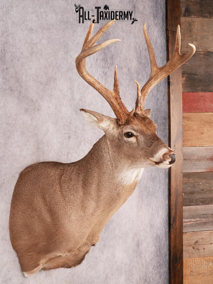 Whitetail Deer Shoulder Mount SKU 3488 - Image 9
