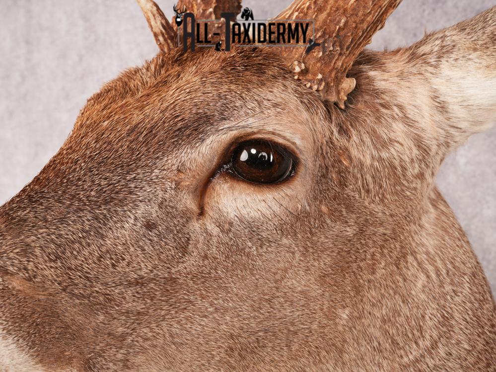 Whitetail Deer Shoulder Mount SKU 3488 - Image 3