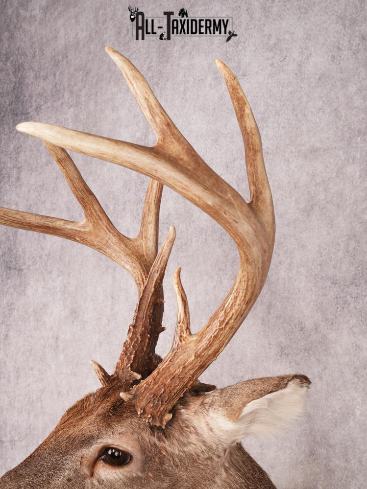 Whitetail Deer Shoulder Mount SKU 3488 - Image 7