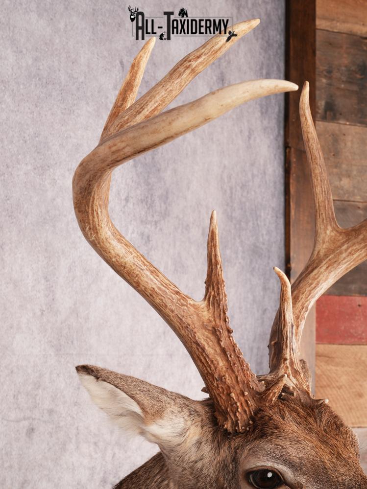 Whitetail Deer Shoulder Mount SKU 3488 - Image 8