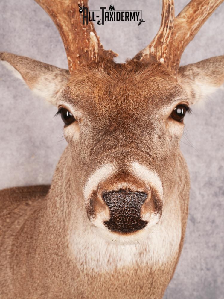 Whitetail Deer Shoulder Mount SKU 3488 - Image 2