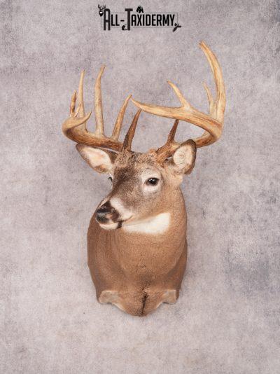 Whitetail Deer Shoulder Mount SKU 3444