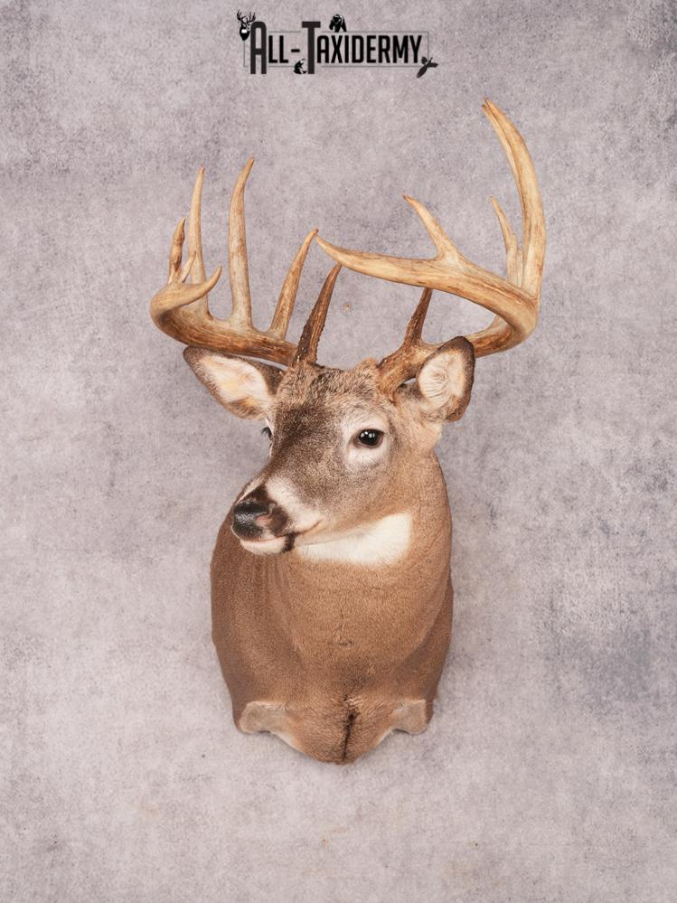 Whitetail Deer Shoulder Mount SKU 3444