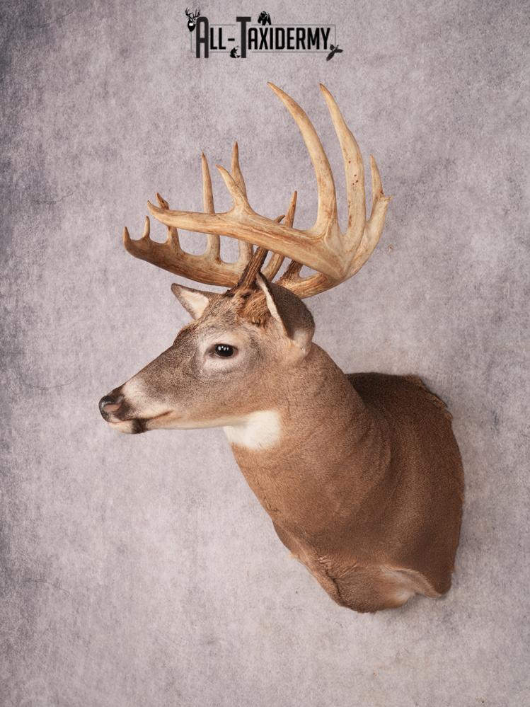 Whitetail Deer Shoulder Mount SKU 3444 - Image 12