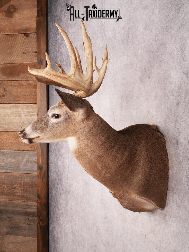 Whitetail Deer Shoulder Mount SKU 3444 - Image 11