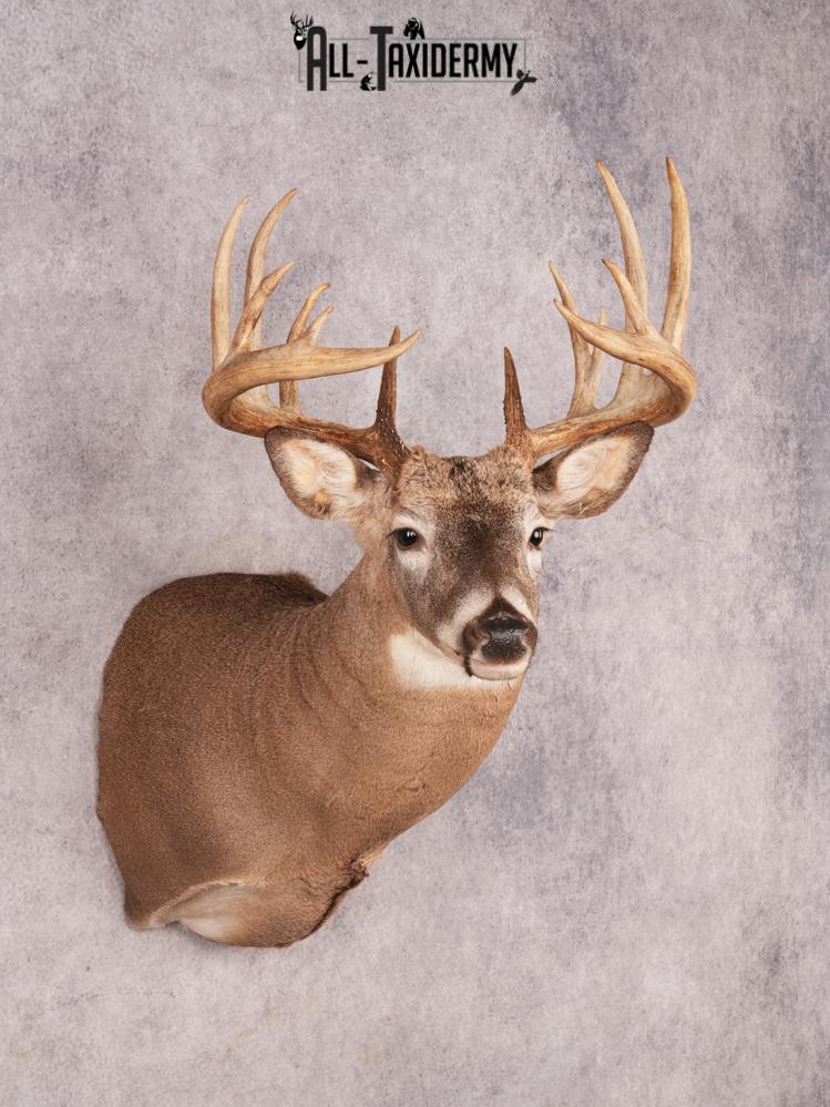 Whitetail Deer Shoulder Mount SKU 3444 - Image 10