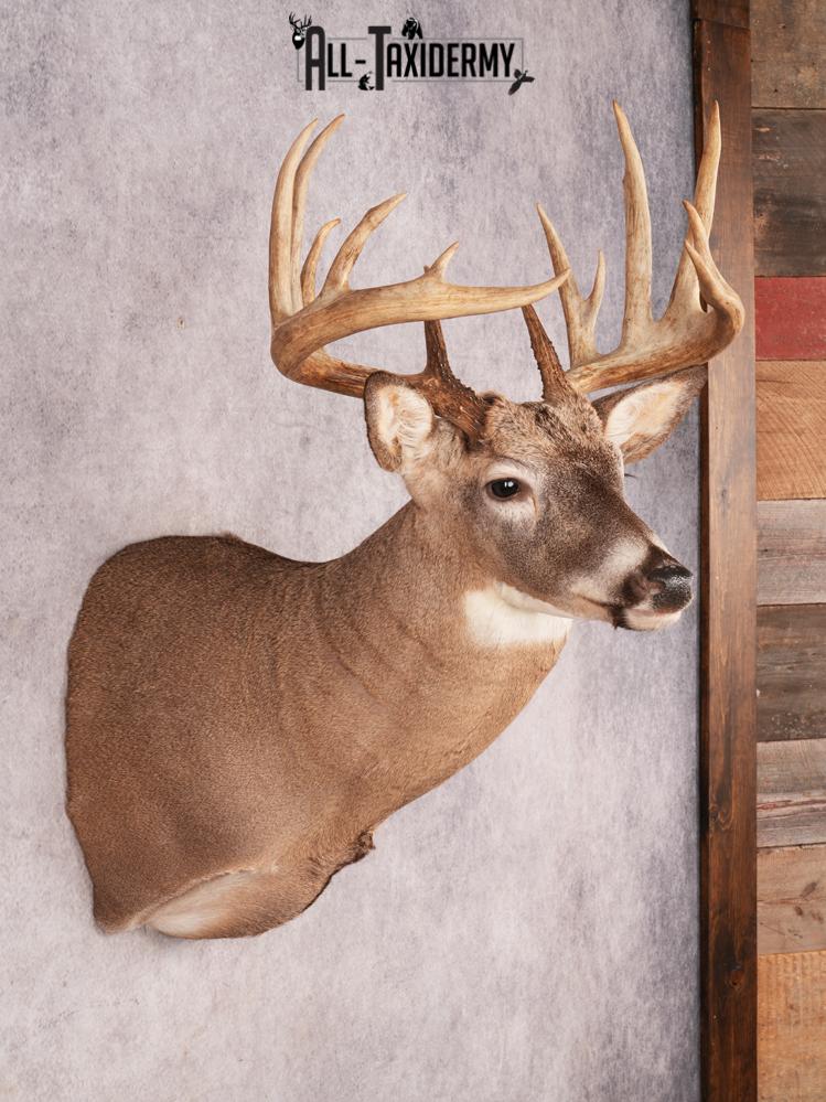 Whitetail Deer Shoulder Mount SKU 3444 - Image 9