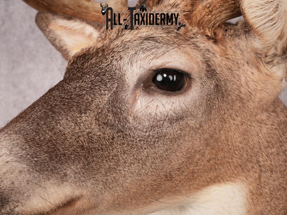 Whitetail Deer Shoulder Mount SKU 3444 - Image 8