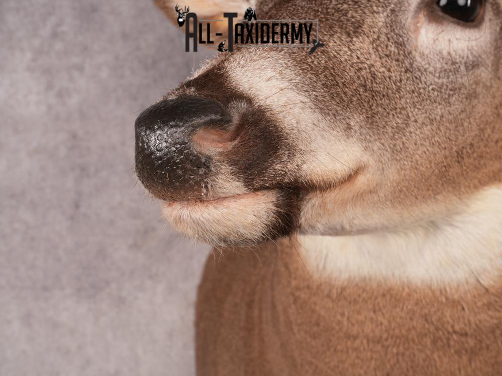 Whitetail Deer Shoulder Mount SKU 3444 - Image 7