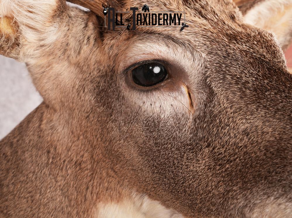 Whitetail Deer Shoulder Mount SKU 3444 - Image 6