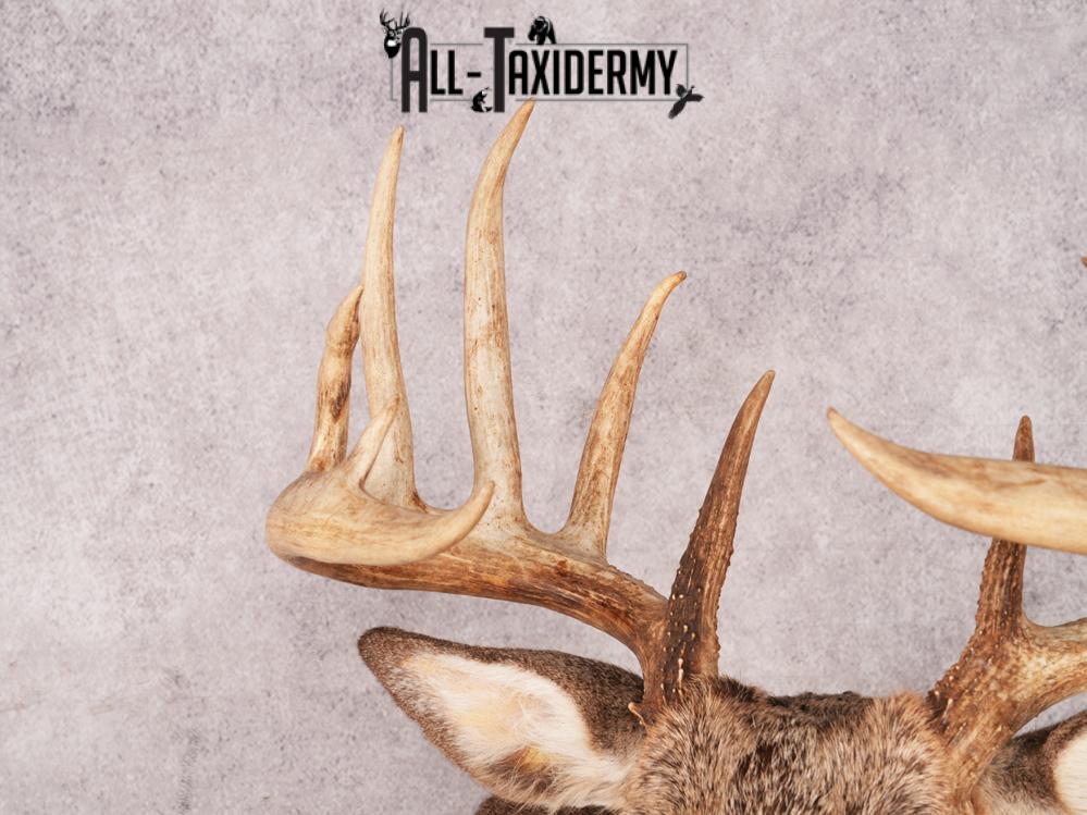 Whitetail Deer Shoulder Mount SKU 3444 - Image 3