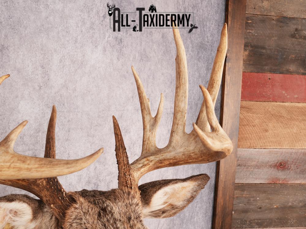 Whitetail Deer Shoulder Mount SKU 3444 - Image 2