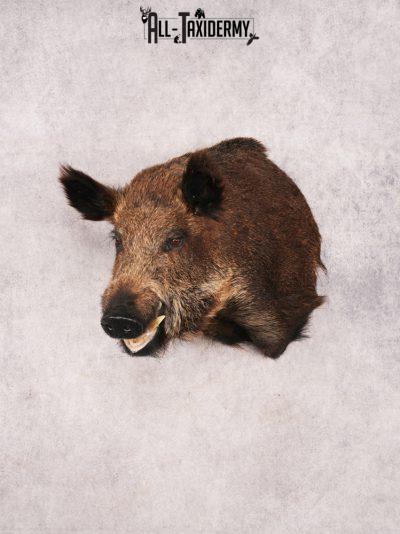 Russian Boar SKU 3491