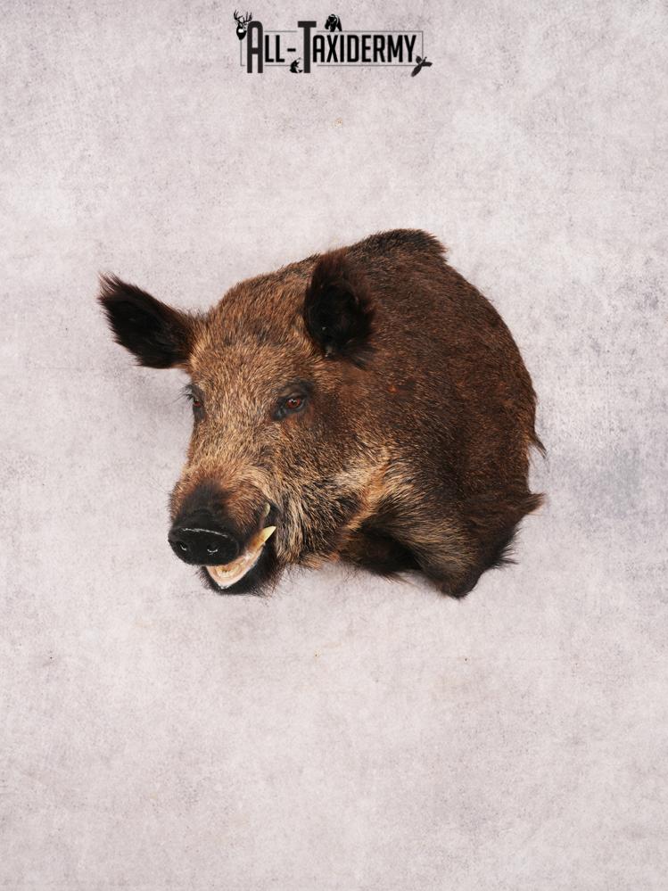 Russian Boar SKU 3491