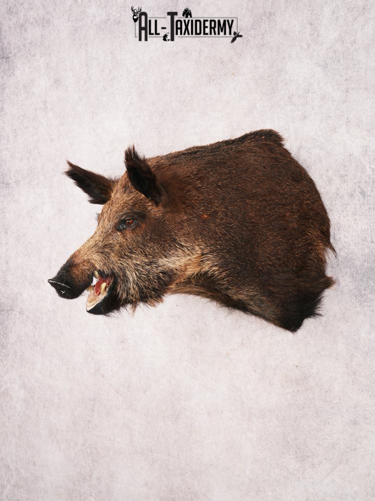 Russian Boar SKU 3491 - Image 11
