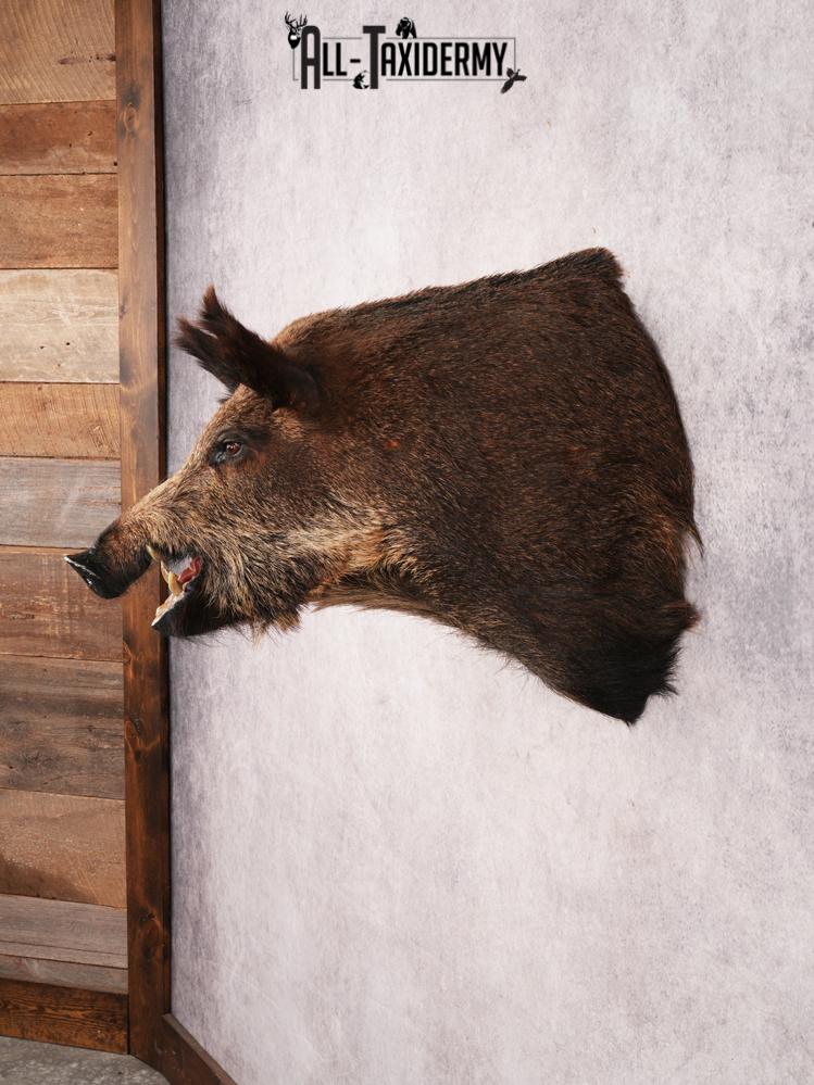 Russian Boar SKU 3491 - Image 10