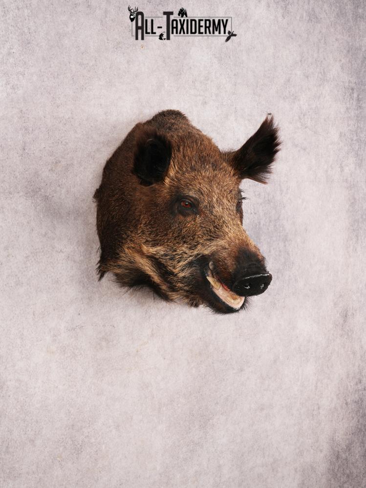 Russian Boar SKU 3491 - Image 9