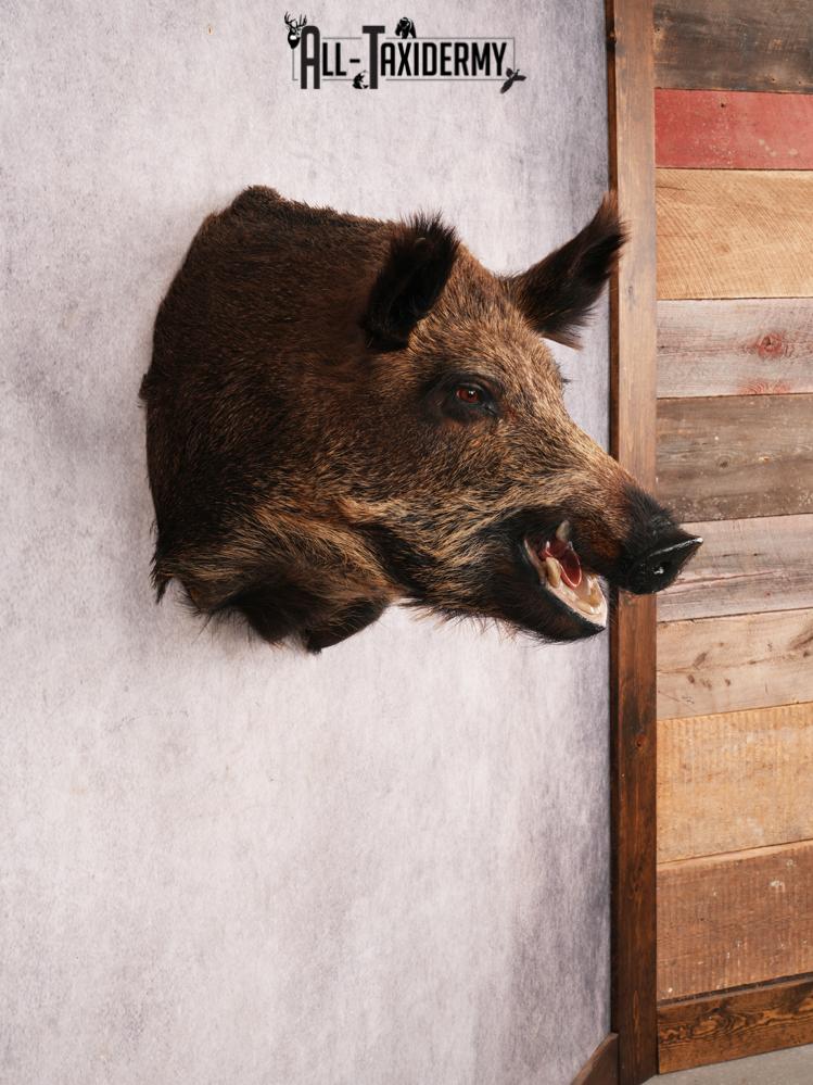 Russian Boar SKU 3491 - Image 8
