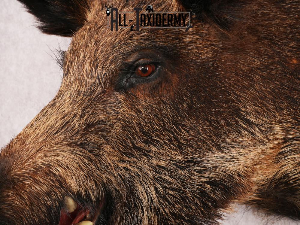 Russian Boar SKU 3491 - Image 7