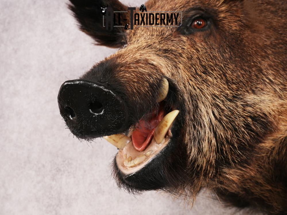 Russian Boar SKU 3491 - Image 6