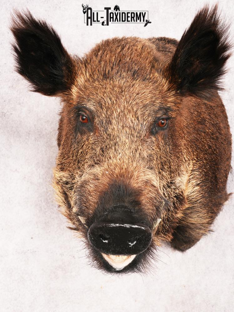 Russian Boar SKU 3491 - Image 2