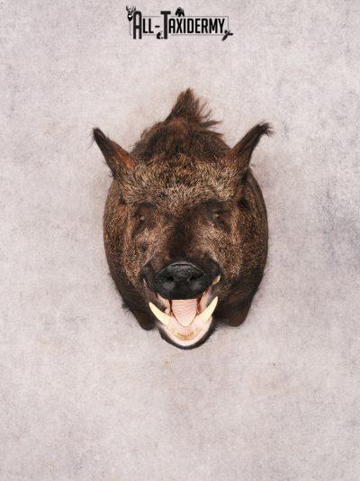 Russian Boar SKU 3469