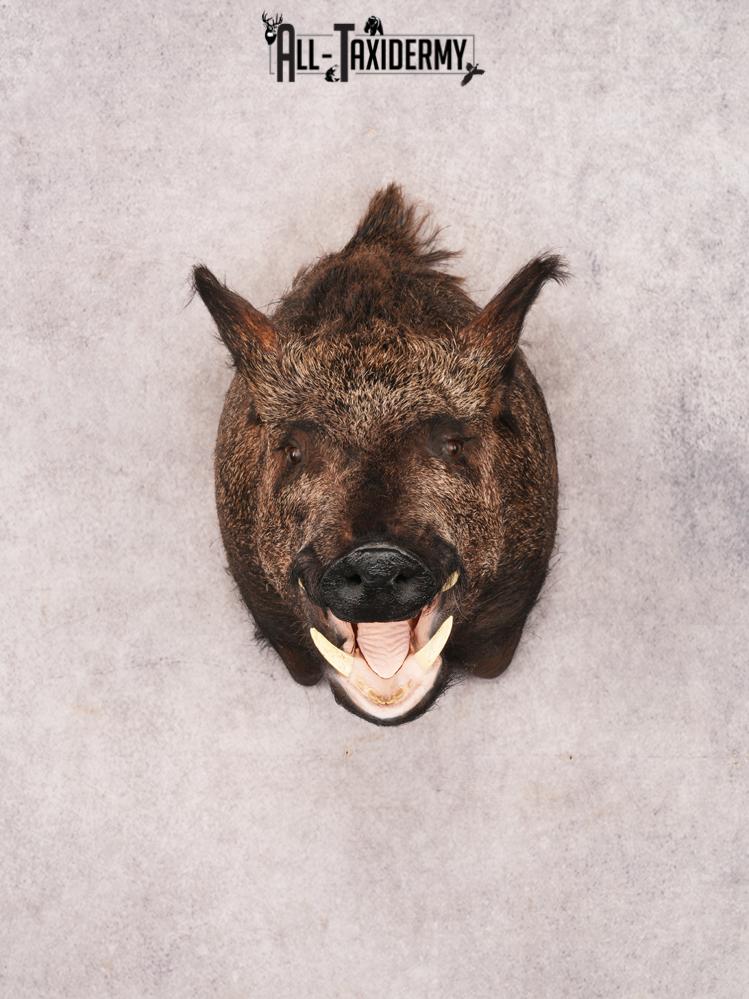Russian Boar SKU 3469