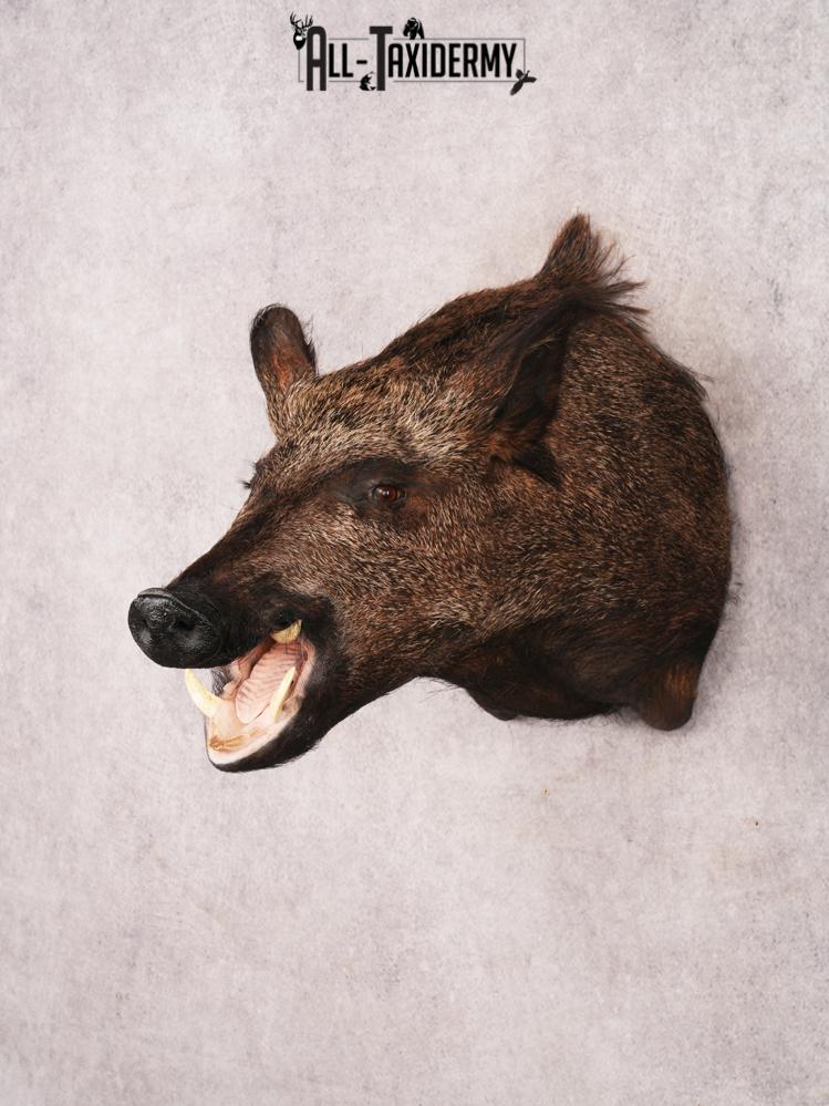 Russian Boar SKU 3469 - Image 11