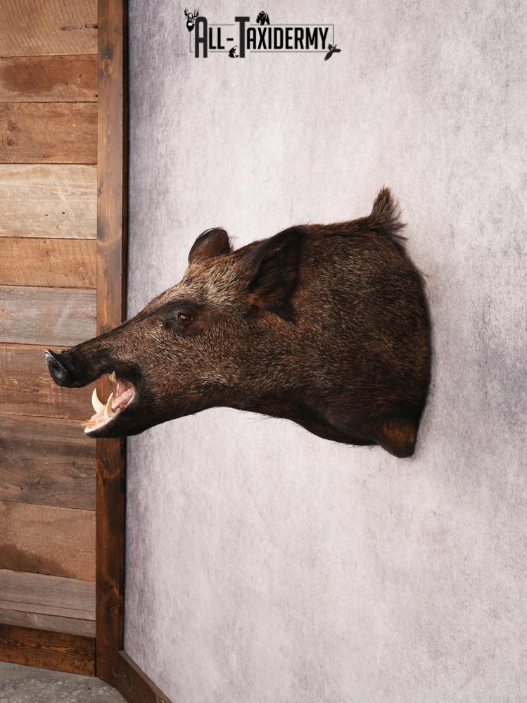 Russian Boar SKU 3469 - Image 10