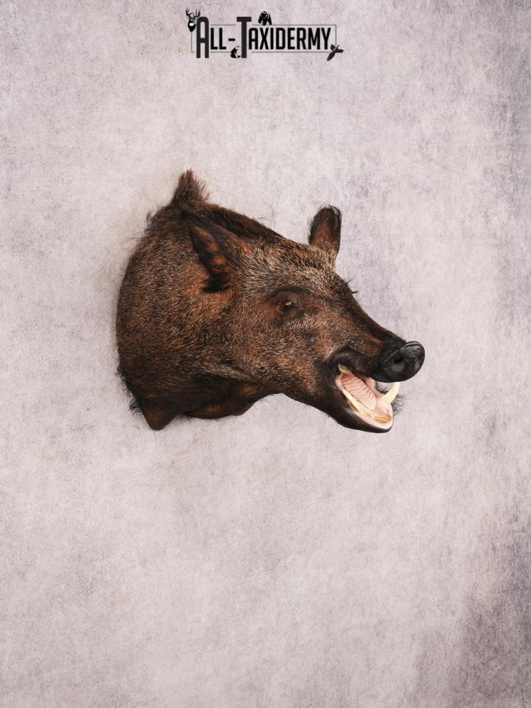 Russian Boar SKU 3469 - Image 9