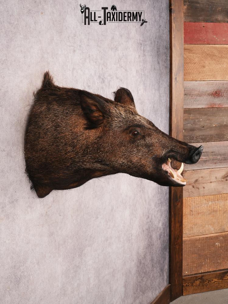 Russian Boar SKU 3469 - Image 8