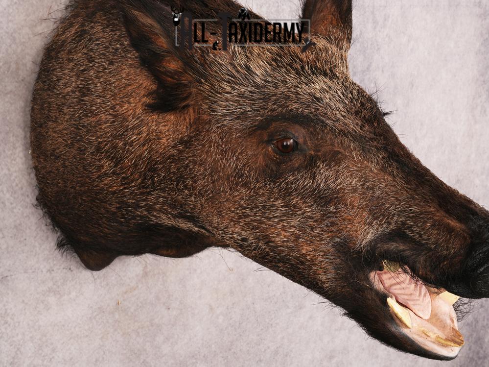 Russian Boar SKU 3469 - Image 7