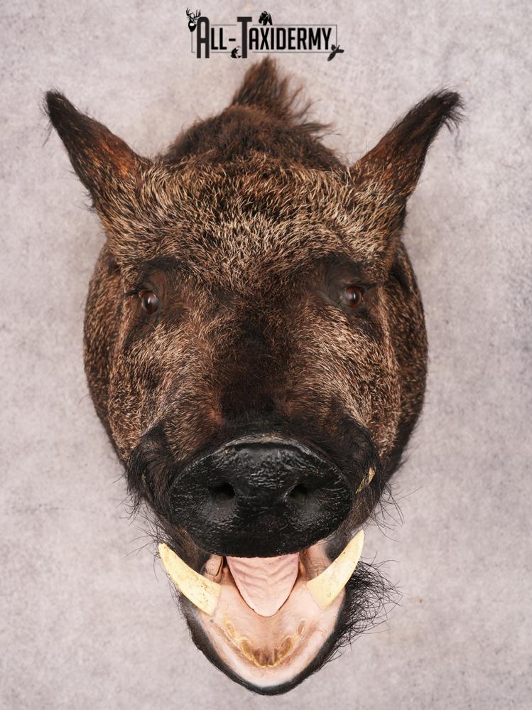 Russian Boar SKU 3469 - Image 2