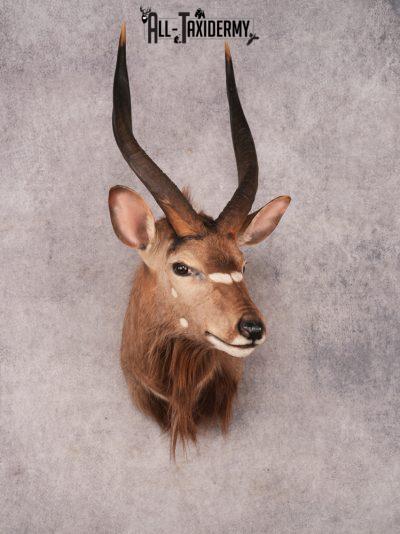 African Nyala SKU 3475