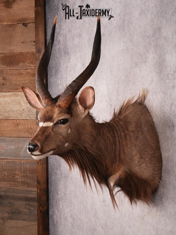 African Nyala SKU 3475 - Image 9