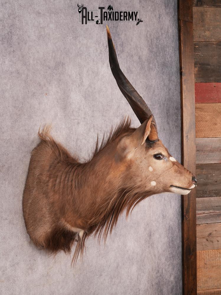 African Nyala SKU 3475 - Image 7