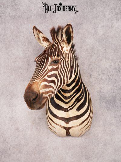 Chapman Zebra Shoulder Mount SKU 3478