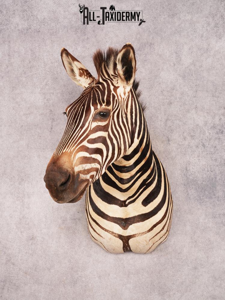 Chapman Zebra Shoulder Mount SKU 3478