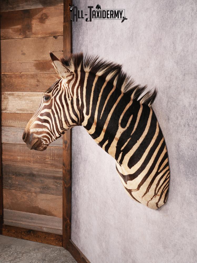 Chapman Zebra Shoulder Mount SKU 3478 - Image 10