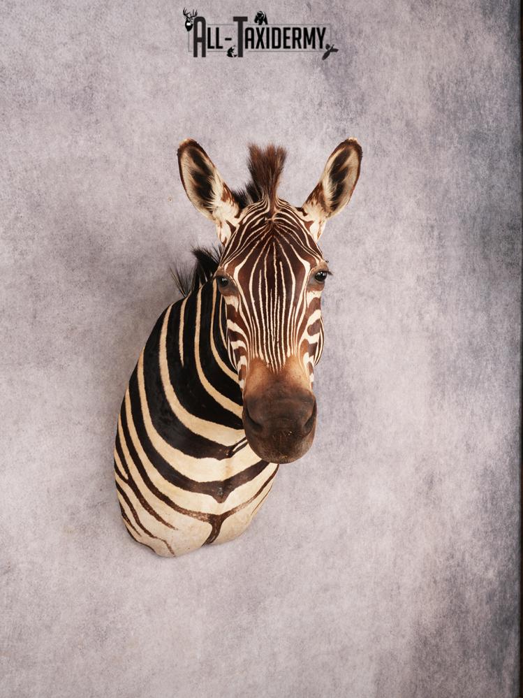 Chapman Zebra Shoulder Mount SKU 3478 - Image 9