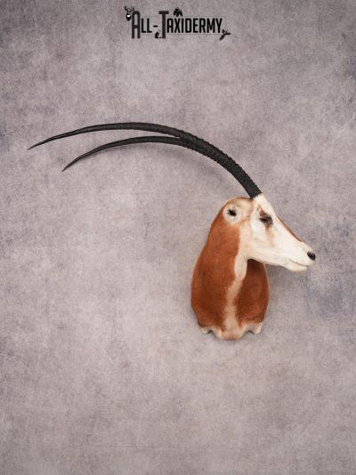 Scimitar Taxidermy Shoulder Mount SKU 3472
