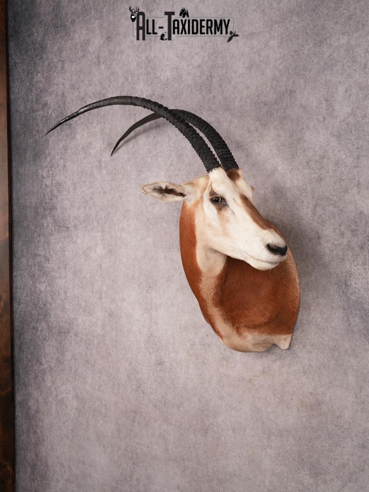 Scimitar Taxidermy Shoulder Mount SKU 3472 - Image 12