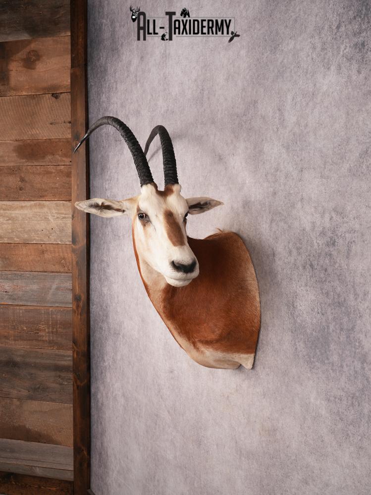 Scimitar Taxidermy Shoulder Mount SKU 3472 - Image 11