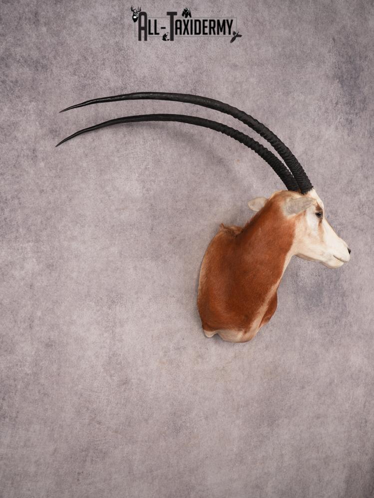 Scimitar Taxidermy Shoulder Mount SKU 3472 - Image 10