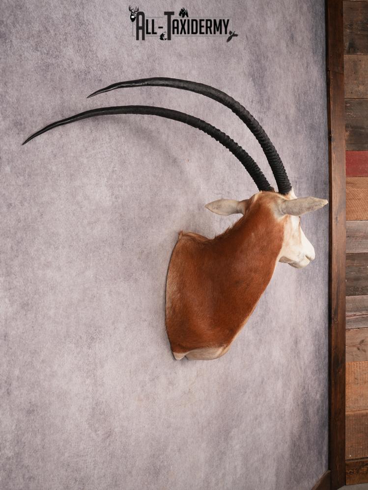 Scimitar Taxidermy Shoulder Mount SKU 3472 - Image 9