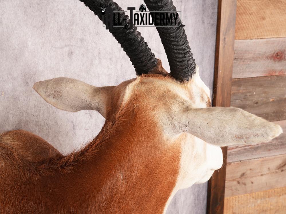 Scimitar Taxidermy Shoulder Mount SKU 3472 - Image 2