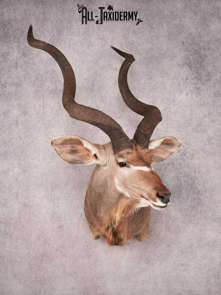 Greater Kudu Shoulder Mount SKU 3480