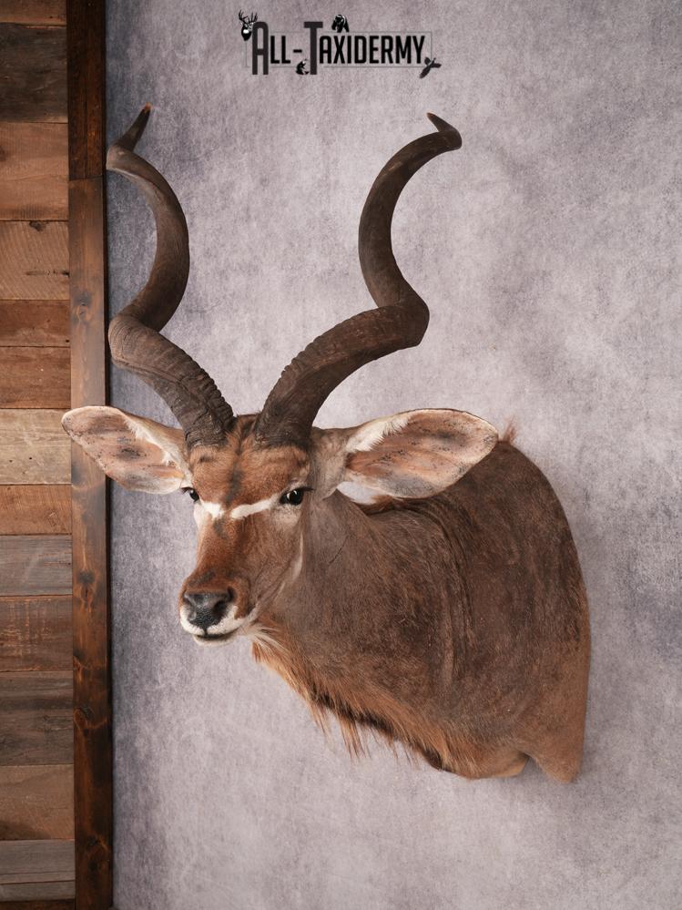 Greater Kudu Shoulder Mount SKU 3480 - Image 11