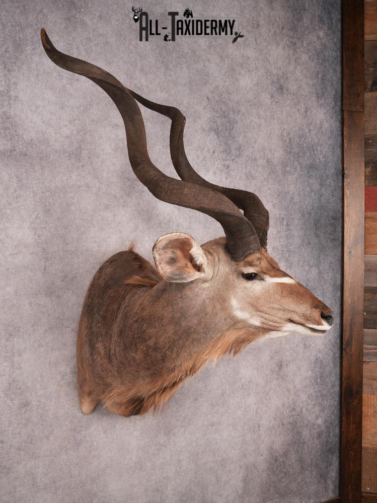 Greater Kudu Shoulder Mount SKU 3480 - Image 10