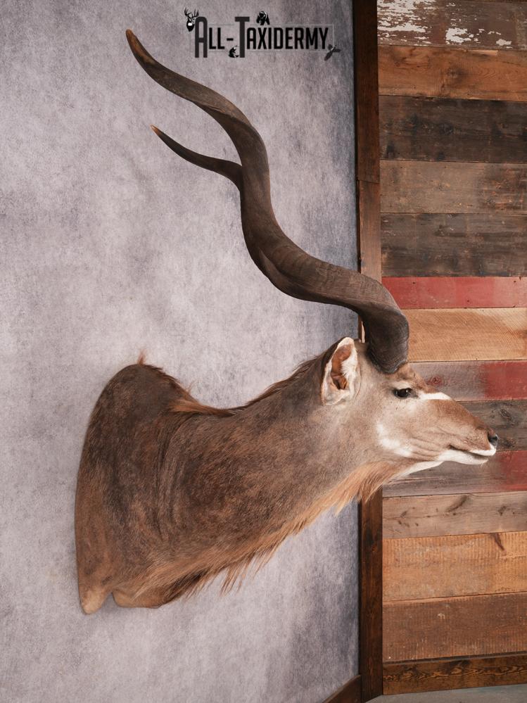 Greater Kudu Shoulder Mount SKU 3480 - Image 9